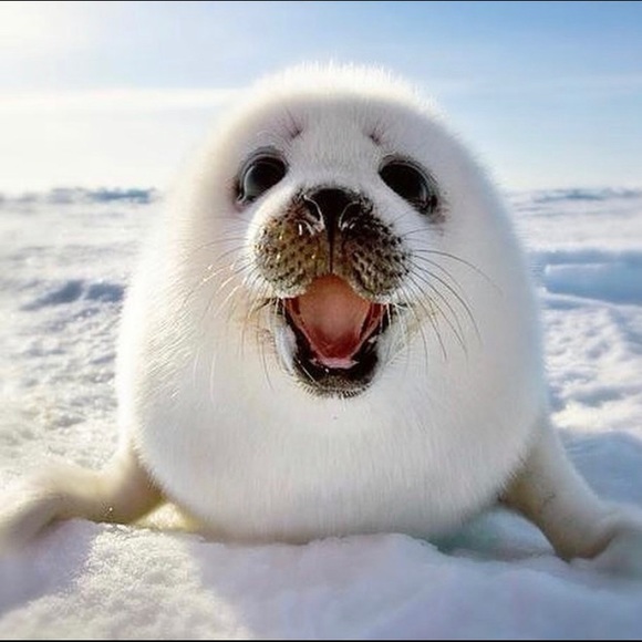 Meet your Posher, Em - Picture 1 of 1